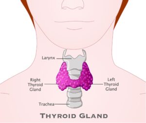thyroid